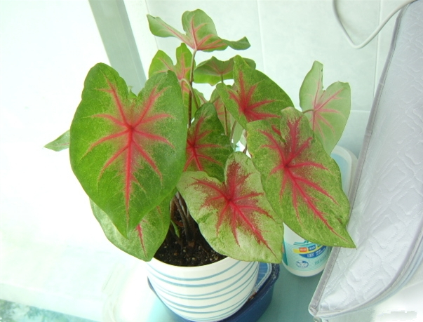 原产于热带美洲地区,现作为一种观叶植物在世界各地广泛栽培